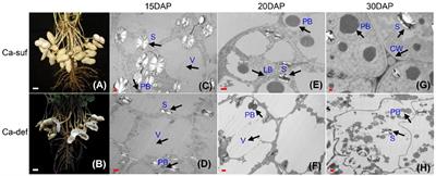 Identification of Key Gene Networks and Deciphering Transcriptional Regulators Associated With Peanut Embryo Abortion Mediated by Calcium Deficiency